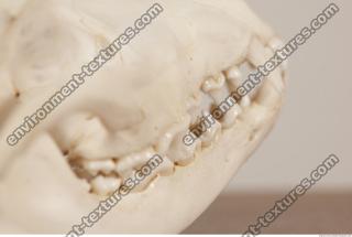 photo reference of skull 0043